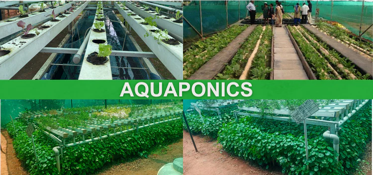 Nakshatra Vanam aquaponics project