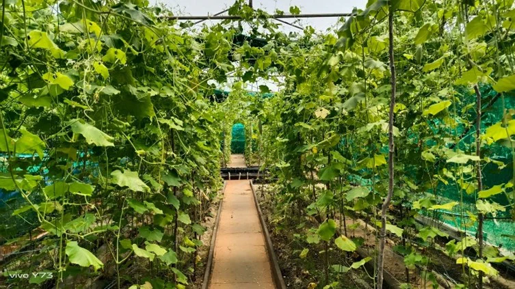 Gratitude Farms greenhouse cultivation walkway