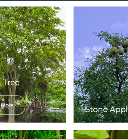 Medicinal trees cultivated by Gratitude Farms
