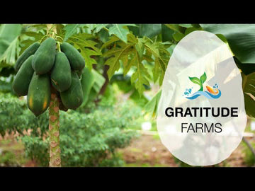 Gratitude Farms selected for World Economic Forum’s 1t.Org “Trillion Trees India” Program