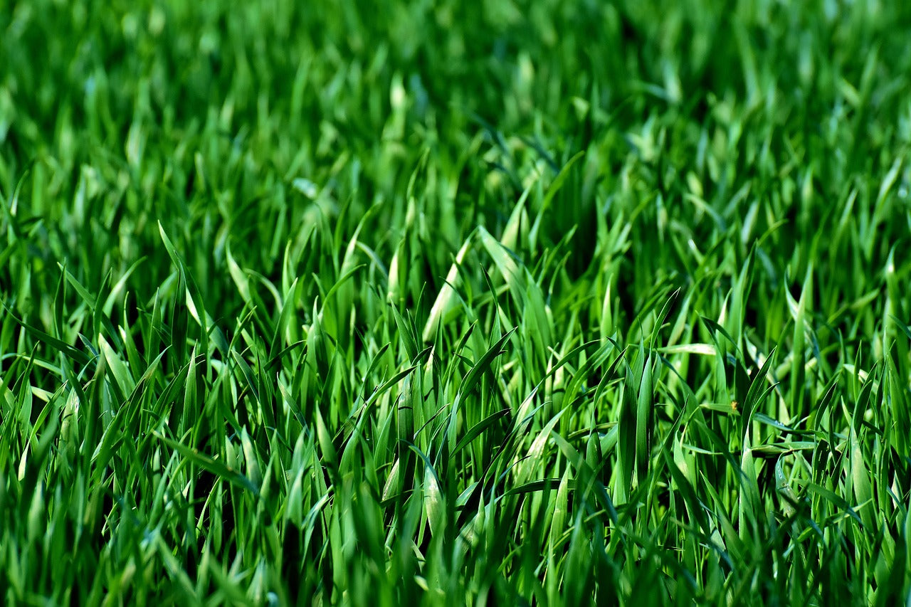 Durva Grass(Cyanodon Dactylon)