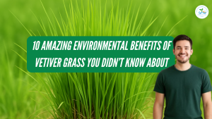 10 Amazing Environmental Benefits of Vetiver Grass You Didn’t Know About