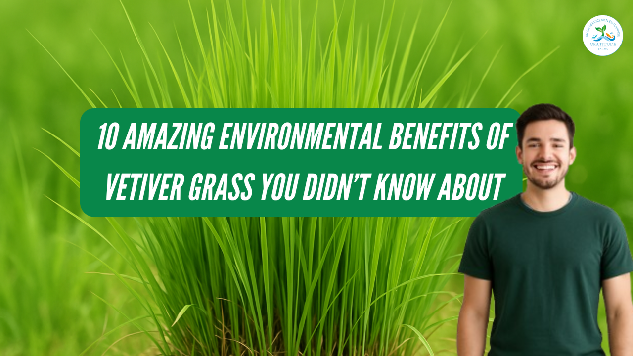 10 Amazing Environmental Benefits of Vetiver Grass You Didn't Know About