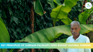 Key Principles of Subhash Palekar’s Zero Budget Natural Farming (ZBNF)
