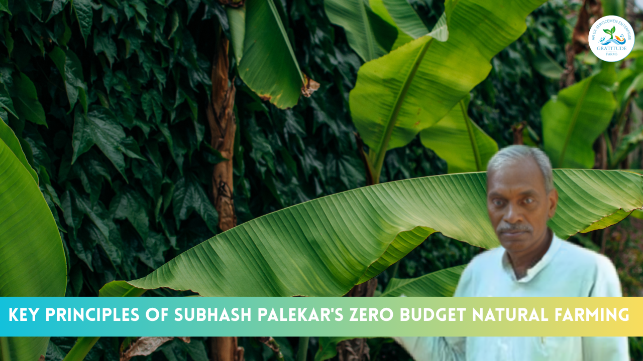 Key Principles of Subhash Palekar's Zero Budget Natural Farming (ZBNF)